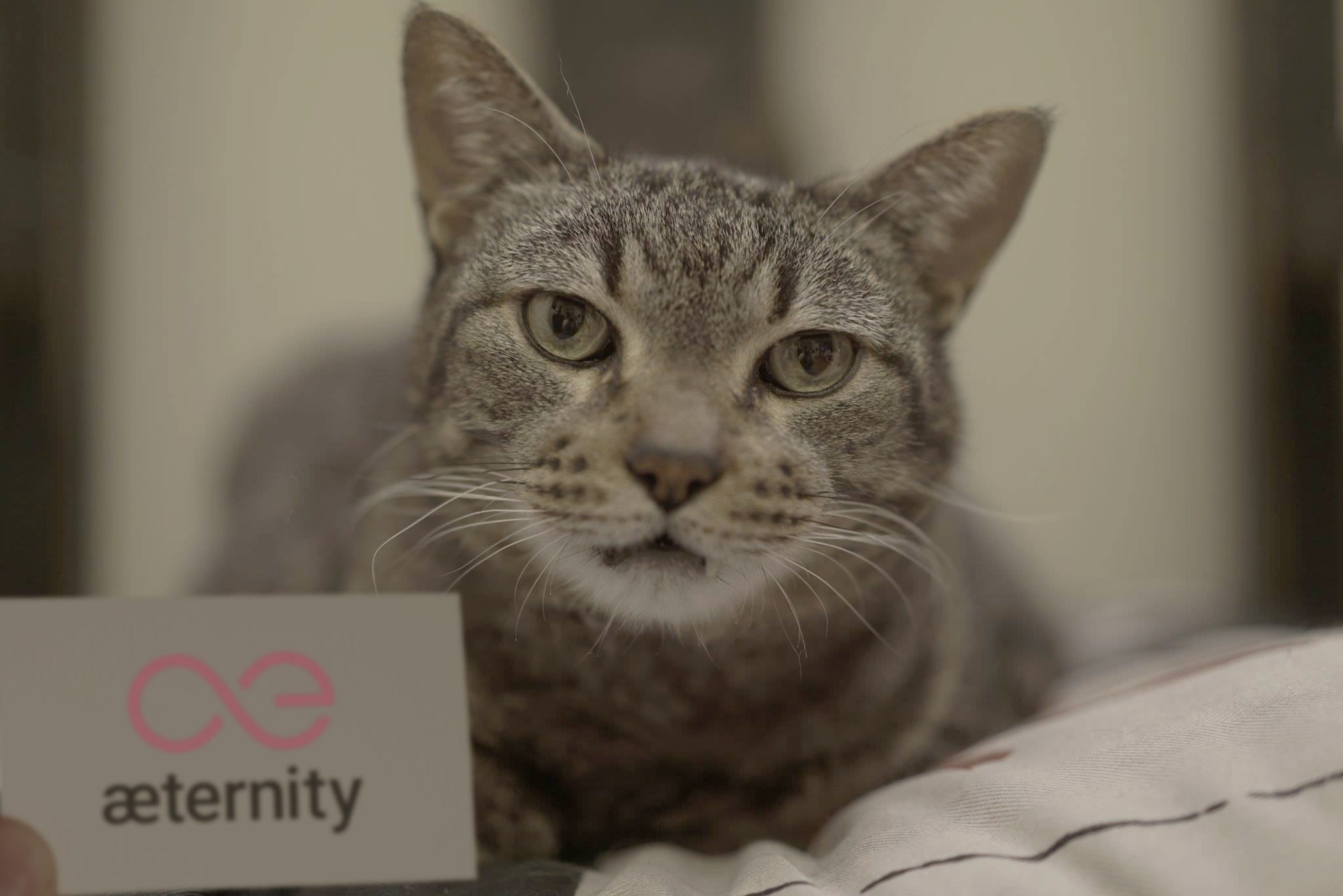 A lovely feline member of the æcommunity